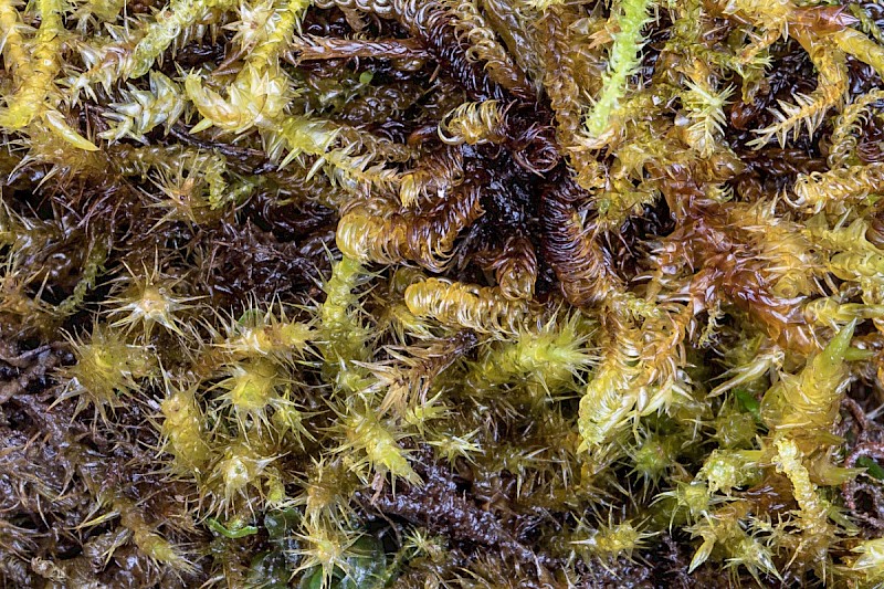 Scorpidium cossonii - © Charles Hipkin