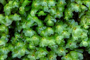 Scapania nemorea Grove Earwort