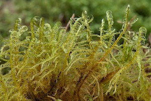 Sanionia uncinata Sickle-leaved Hook-moss