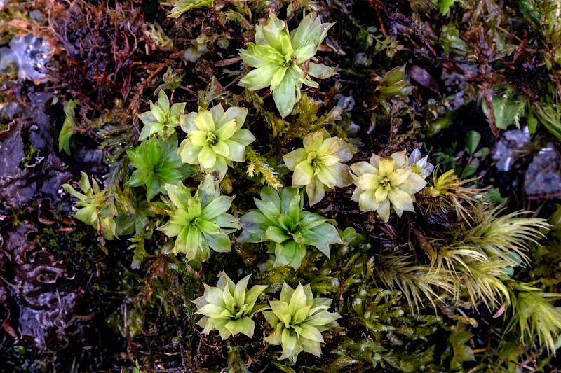 Rhodobryum roseum - © Charles Hipkin