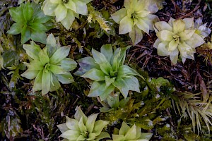 Rhodobryum roseum Rose-moss