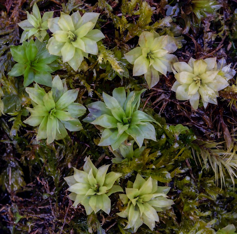 Rhodobryum roseum - © Charles Hipkin