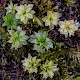 Rhodobryum roseum