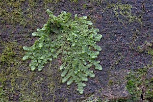 Radula complanata Even Scalewort