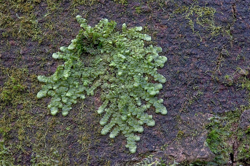 Radula complanata - © Charles Hipkin