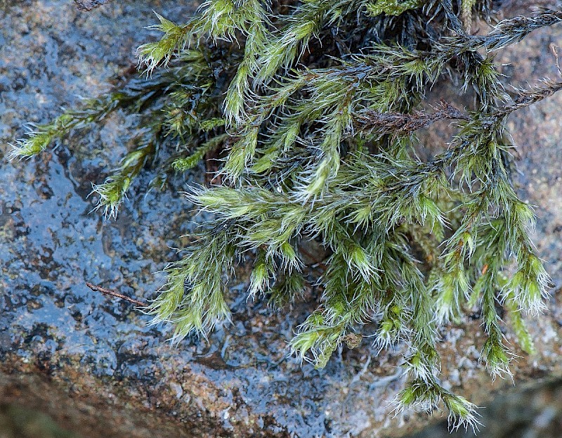 Racomitrium heterostichum - © Charles Hipkin