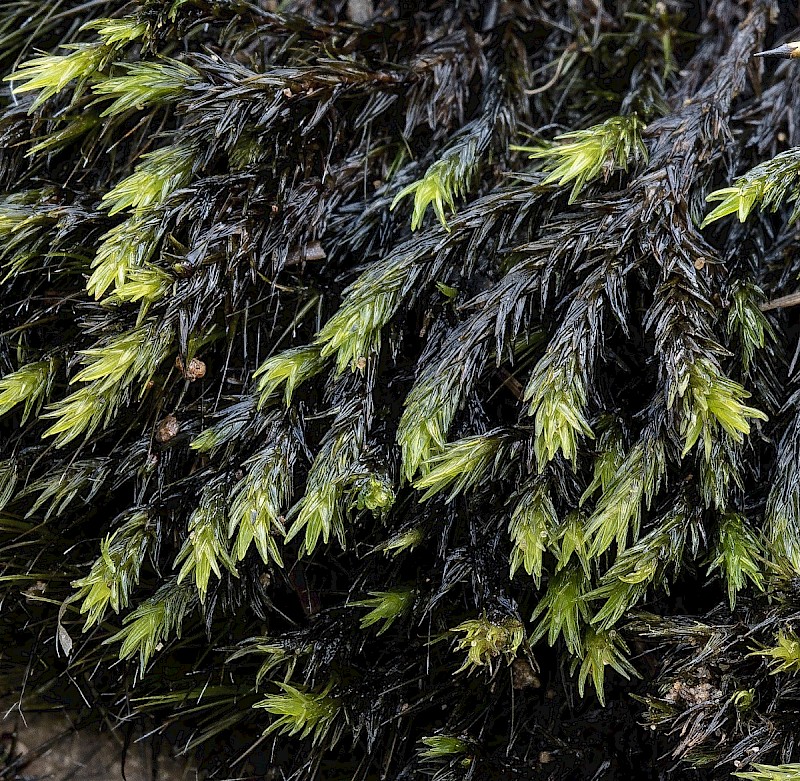 Racomitrium aquaticum - © Charles Hipkin