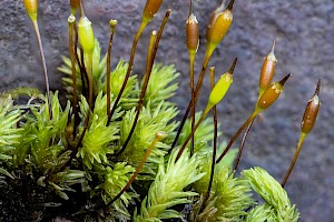 Racomitrium aciculare Yellow Fringe-moss