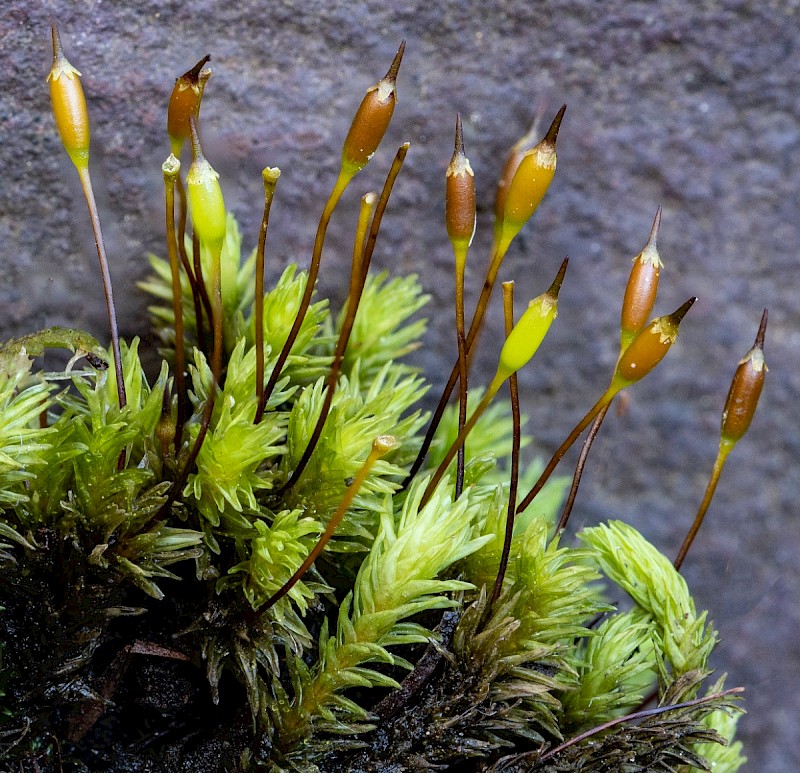 Racomitrium aciculare - © Charles Hipkin