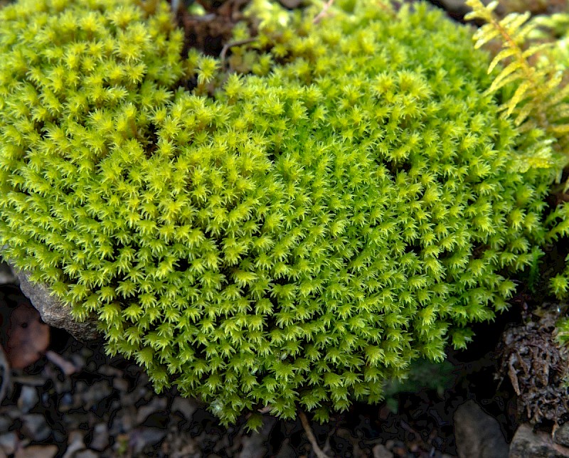 Racomitrium aciculare - © Charles Hipkin