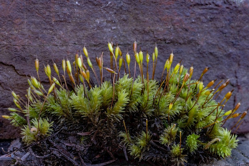 Racomitrium aciculare - © Charles Hipkin