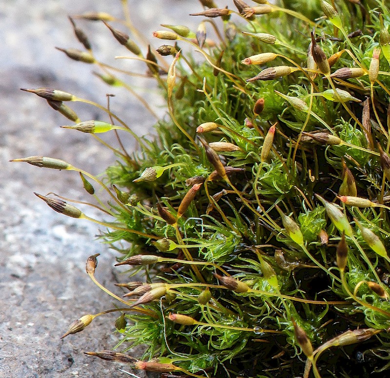 Ptychomitrium polyphyllum - © Charles Hipkin