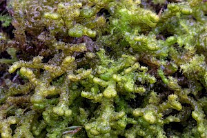 Ptilidium ciliare Ciliated Fringewort