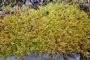 Pseudoscleropodium purum Neat Feather-moss