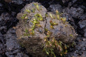 Pseudephemerum nitidum Delicate Earth-moss