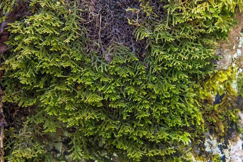 Porella platyphylla - © Charles Hipkin