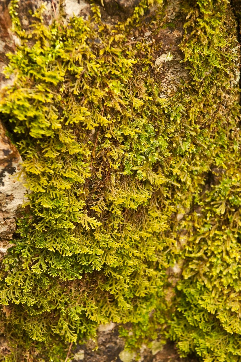 Porella platyphylla - © Charles Hipkin