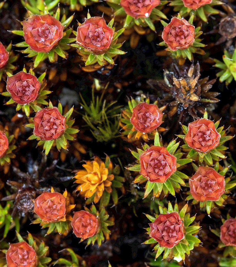 Polytrichum piliferum - © Charles Hipkin