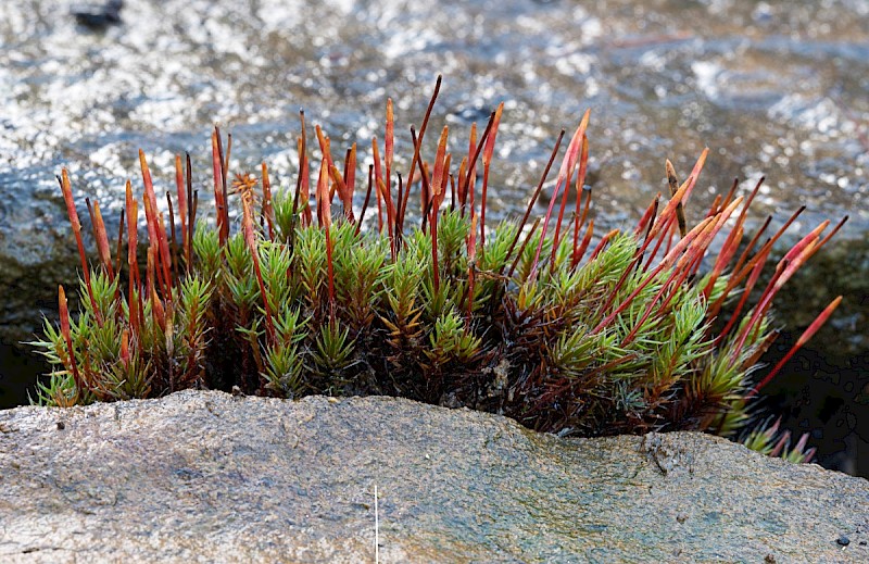 Polytrichum piliferum - © Charles Hipkin