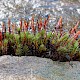 Polytrichum piliferum