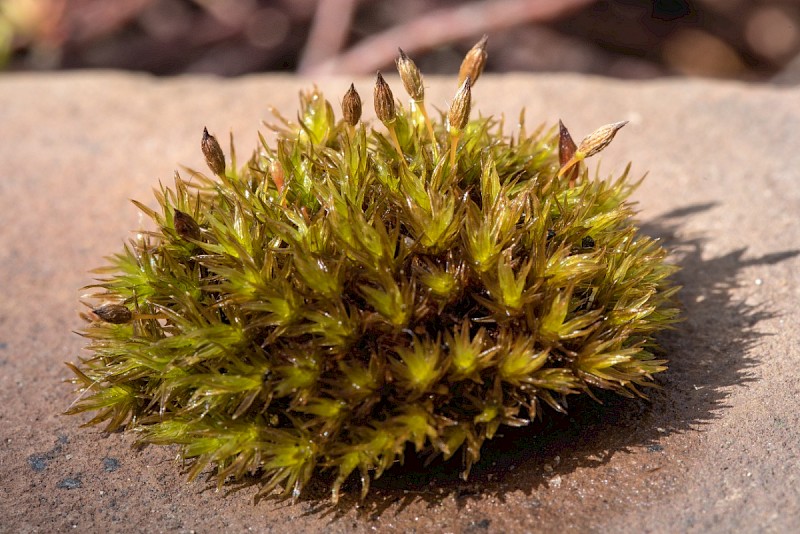 Orthotrichum anomalum - © Charles Hipkin