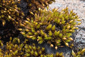 Orthotrichum anomalum Anomalous Bristle-moss