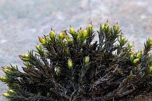 Orthotrichum cupulatum Hooded Bristle-moss