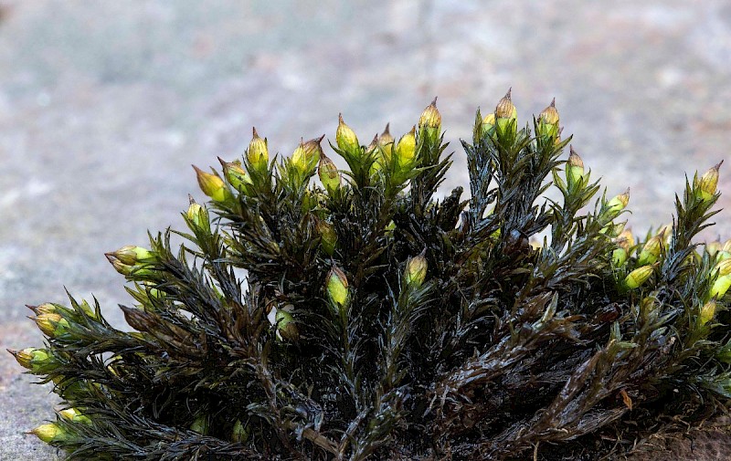 Orthotrichum cupulatum - © Charles Hipkin