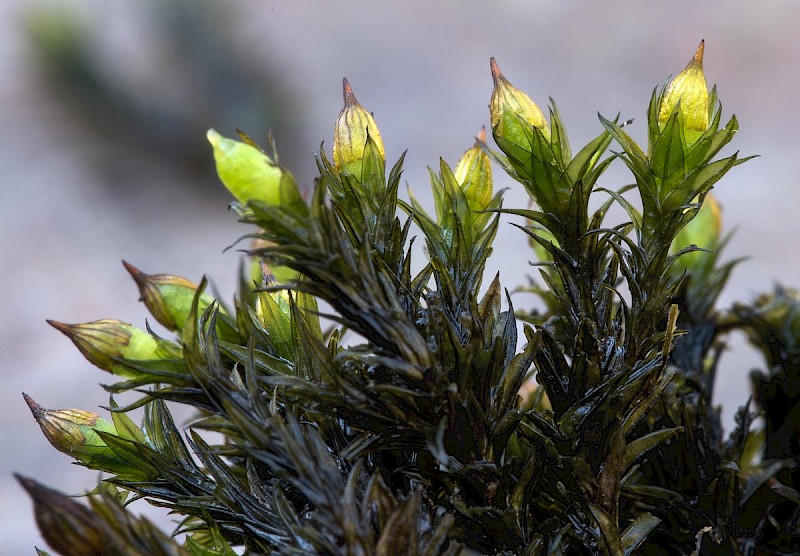 Orthotrichum cupulatum - © Charles Hipkin