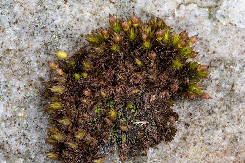 Orthotrichum cupulatum - © Charles Hipkin