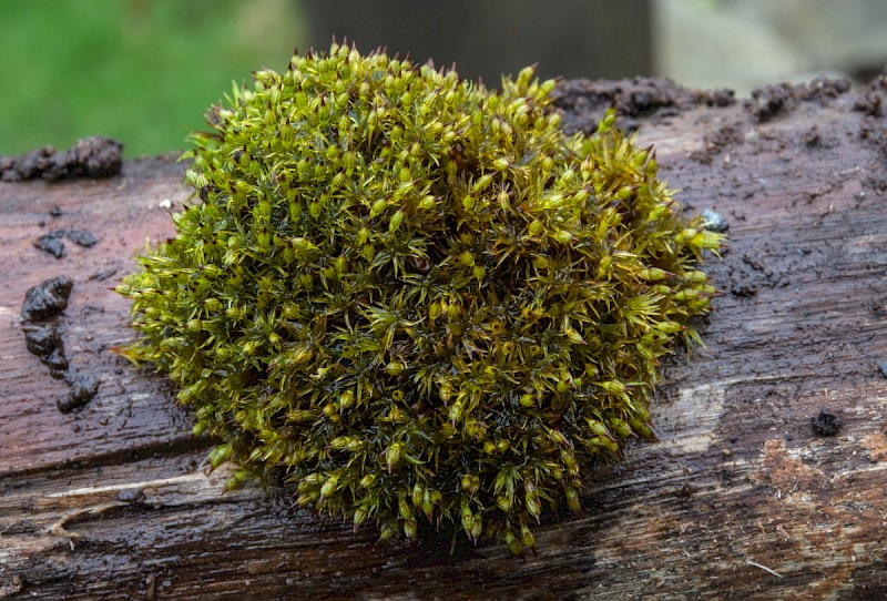 Orthotrichum pulchellum - © Charles Hipkin