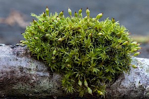 Orthotrichum pulchellum Elegant Bristle-moss