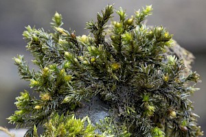 Orthotrichum rivulare River Bristle-moss