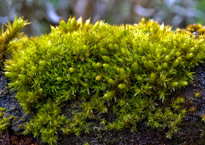 Orthotrichum stramineum - © Charles Hipkin