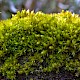 Orthotrichum stramineum