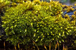 Orthotrichum stramineum Straw Bristle-moss