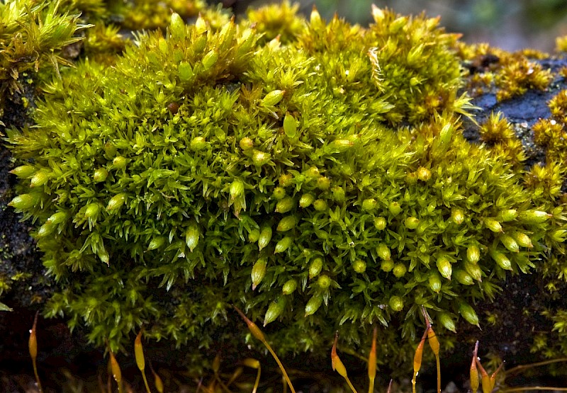 Orthotrichum stramineum - © Charles Hipkin