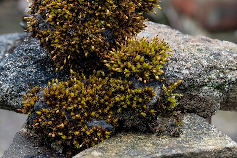 Orthotrichum anomalum - © Charles Hipkin