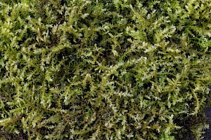 Oxyrrhynchium hians Swartz's Feather-moss