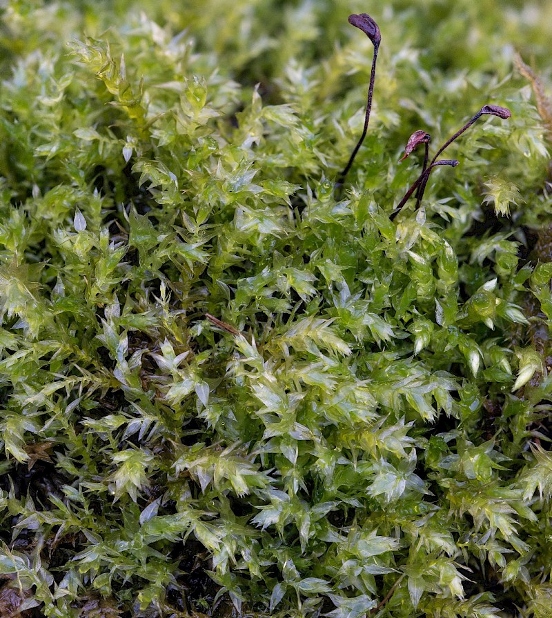 Oxyrrhynchium speciosum - © Charles Hipkin