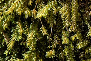 Plagiochila spinulosa Prickly Featherwort