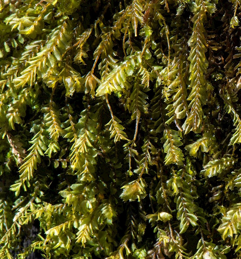 Plagiochila spinulosa - © Charles Hipkin