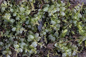 Plagiomnium rostratum Long-beaked Thyme-moss