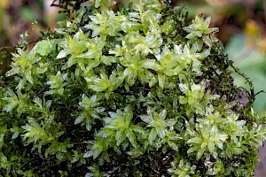 Plagiomnium undulatum Hart's-tongue Thyme-moss