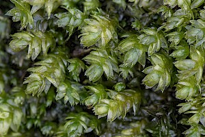 Plagiothecium nemorale Woodsy Silk-moss