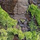 Plagiothecium succulentum