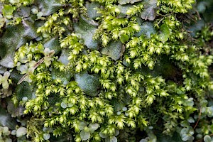 Plagiothecium succulentum Juicy Silk-moss