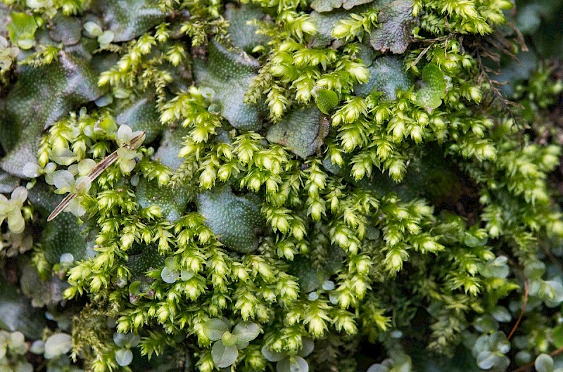 Plagiothecium succulentum - © Charles Hipkin