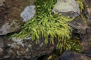 Plagiothecium undulatum Waved Silk-moss