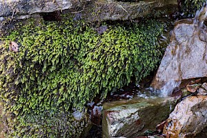 Rhynchostegium riparioides Long-beaked Water Feather-moss